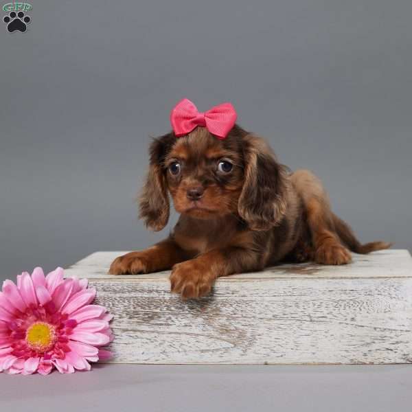 Molly, Cavalier King Charles Spaniel Puppy